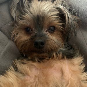 Meet your Posher, Susan